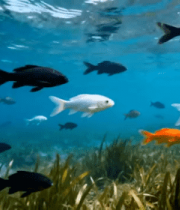 水族馆内条纹鱼特写3159#横屏 