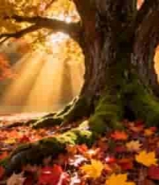  秋日大树与落叶风景887#横屏 	 