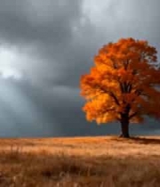  秋日旷野中的橙红树木989#横屏 	 -