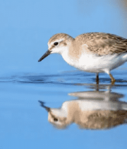 水鸟在水中觅食画面1980#横屏 