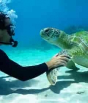  潜水员海底与海龟互动画面1034#横屏 	 