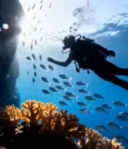  潜水员海底与鱼群珊瑚互动1873#横屏 	 