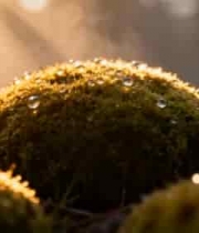  清晨森林中带露珠的苔藓特写524#横屏 	 -