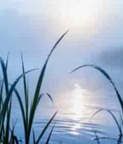  清晨湖边带露珠的草自然风光2395#横屏 	 