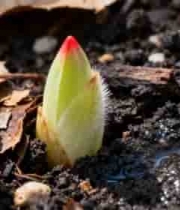  破土而出的植物嫩芽1962#横屏 	 