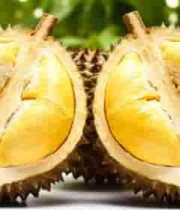  切开的金枕榴莲特写1388#横屏 	 - 