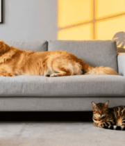 室内沙发旁的金毛犬与猫咪1572#横屏 