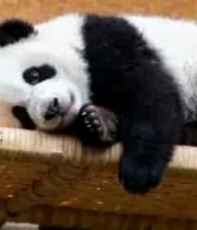  趴着的熊猫幼崽959#横屏 	 - 
