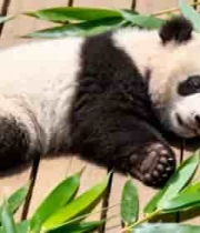  趴卧在木板上的幼年大熊猫1544#横屏 	 