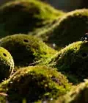  瓢虫在苔藓上的微距画面1400#横屏 	 