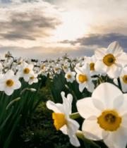 盛开的水仙花田园景象1750#横屏 