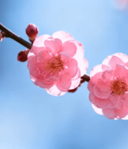 盛开的粉色梅花特写1814#横屏 