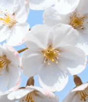 盛开的白色樱花特写2549#横屏 