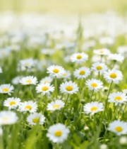 盛开的雏菊花草特写2041#横屏 