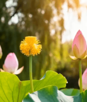 盛开的荷花与荷叶特写2743#横屏 