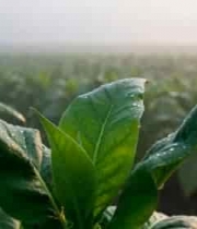  农田绿叶带露珠特写素材2877#横屏 	 