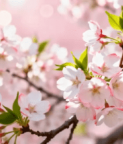 盛开的粉色樱花特写()1264#横屏 