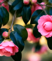 盛开的粉色山茶花特写636#横屏 