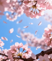 盛开的樱花与蓝天背景4621#横屏 