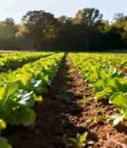  农田蔬菜种植场景2982#横屏 	 - 