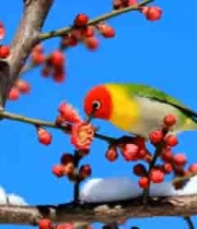  鸟儿枝头啄食红梅画面1707#横屏 	 