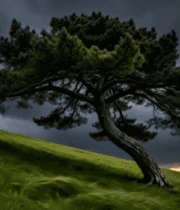山坡上的孤树与阴沉天空4402#横屏 
