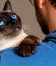  男子肩头的暹罗猫互动画面393#横屏 	 