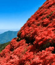 山坡盛开的大片杜鹃花风景2568#横屏 