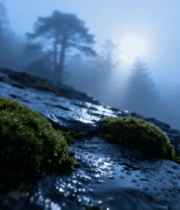 山林间带露水苔藓特写358#横屏 