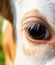  奶牛眼睛特写素材995#横屏 	 