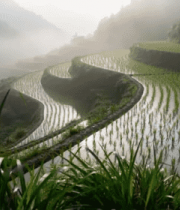 山间梯田水稻田园风光2522#横屏 