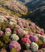 山间盛开的多彩杜鹃花946#横屏 