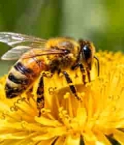  蜜蜂于花朵上采蜜特写868#横屏 	 