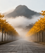 山间黄花树林道路风景2544#横屏 