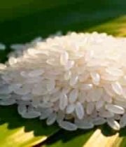  绿叶上的大米微距特写2251#横屏 	 