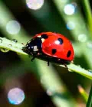  绿叶上的瓢虫微距画面809#横屏 	 