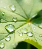  绿叶上晶莹水珠微距画面2469#横屏 	 - 