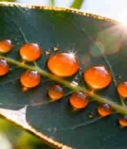  绿叶上的晶莹水滴特写588#横屏 	 -