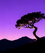 山间孤树日落自然风光2284#横屏 