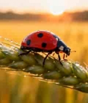  麦穗上的瓢虫自然风光素材2203#横屏 	 