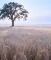  麦田中孤树立于旷野537#横屏 	 - 