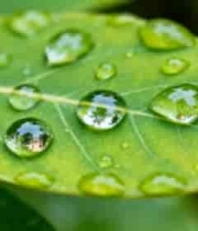  绿叶上晶莹的水滴特写(1)3029#横屏 	 
