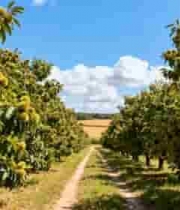  栗子果园种植景象1298#横屏 	 -