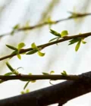  柳树嫩枝特写1301#横屏 	 