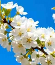 蓝天背景下绽放的梨花2566#横屏 	 -