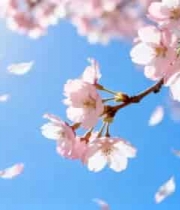 蓝天背景下绽放的樱花(1)2814#横屏 	 