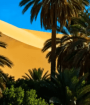 沙漠中生长的棕榈树景观2112#横屏 