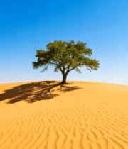 沙漠中独立绿树景观77#横屏 
