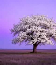  旷野中繁花盛开的树木1824#横屏 	 -