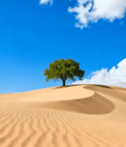 沙漠中独立树木全景2249#横屏 